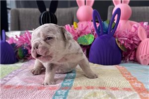 Dante - puppy for sale
