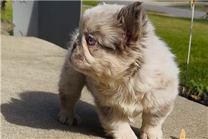 Rivka - French Bulldog for sale