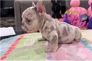 Dante - puppy for sale