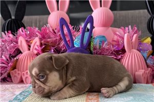 Dawn - puppy for sale