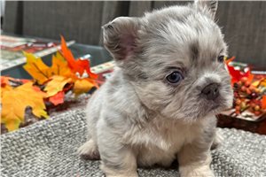 Henna - French Bulldog for sale