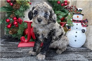 Carolyn - Goldendoodle, Mini for sale
