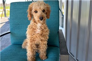 Alex - Goldendoodle, Mini for sale