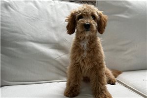 Alex - Goldendoodle, Mini for sale