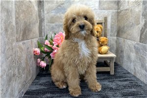 Alex - Goldendoodle, Mini for sale