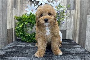 Alex - Goldendoodle, Mini for sale