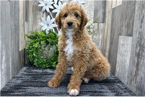 Bandit - puppy for sale