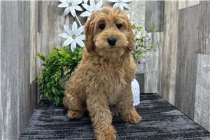 Banjo - Goldendoodle, Mini for sale