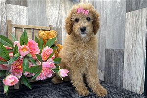 Baroness - Mini Goldendoodle for sale