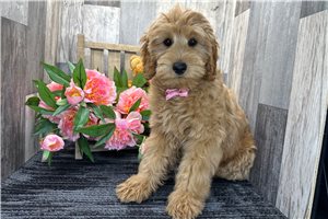 Banjo - Goldendoodle, Mini for sale