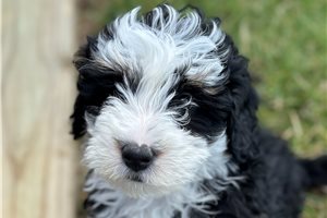 Maddox - puppy for sale