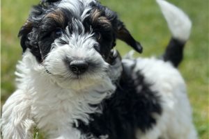 Matty - puppy for sale