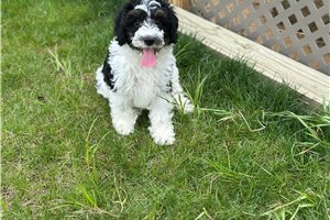 Matty - Bernedoodle, Mini for sale