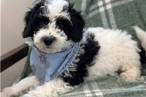 Murphy - Bernedoodle, Mini for sale