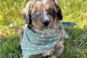 Niles - puppy for sale