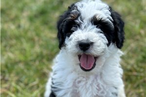 Murphy - Bernedoodle, Mini for sale