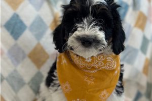 Matty - Bernedoodle, Mini for sale