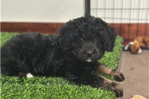 Nessa - Bernedoodle, Mini for sale