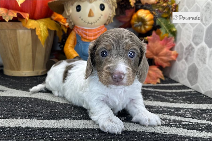 Blaze, male Mini Dachshund puppy for sale