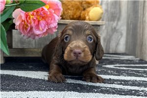Artemis - Mini Dachshund for sale