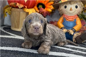 Bernie - Mini Dachshund for sale