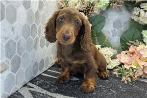 Artemis - Dachshund, Mini for sale