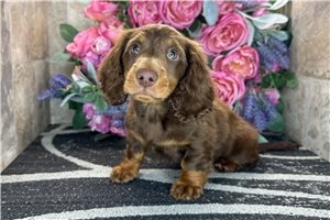 Artemis - Dachshund, Mini for sale