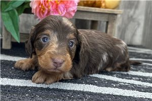 Addie - Mini Dachshund for sale