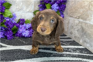 Artemis - Dachshund, Mini for sale