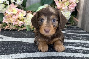 Addie - Dachshund, Mini for sale