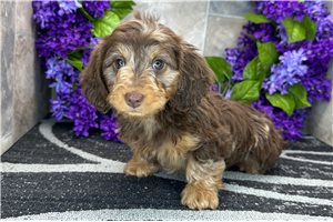 Addie - Dachshund, Mini for sale