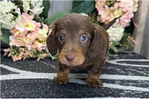 Artemis - Dachshund, Mini for sale