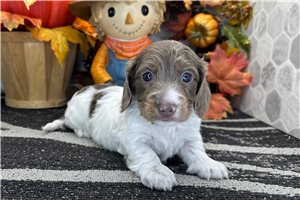 Blaze - Mini Dachshund for sale