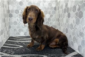 Artemis - Dachshund, Mini for sale