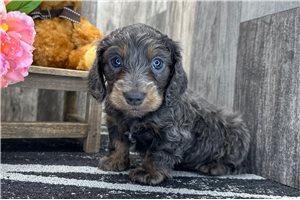 Delta - Dachshund, Tweenie for sale