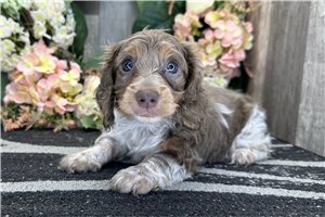 Daphne - Dachshund, Tweenie for sale