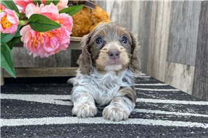 Daphne - puppy for sale