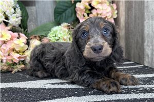 Delta - Dachshund, Tweenie for sale