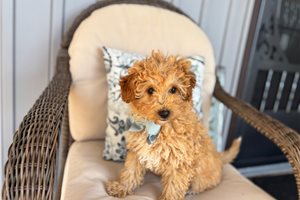 Billy - puppy for sale