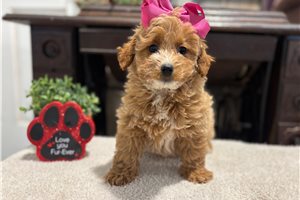 Goldie - Goldendoodle, Mini for sale