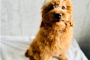 Brenda - Goldendoodle, Mini for sale