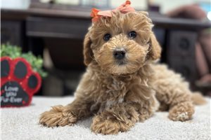 Galilea - Goldendoodle, Mini for sale
