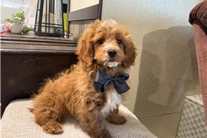 Griffin - Goldendoodle, Mini for sale