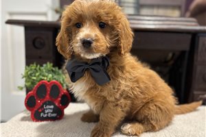 Griffin - puppy for sale