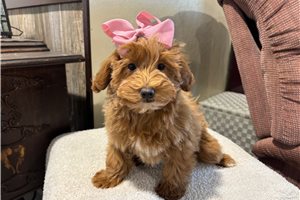Gina - Goldendoodle, Mini for sale