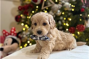 Gunner - puppy for sale