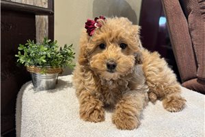 Galilea - Goldendoodle, Mini for sale