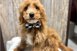 Griffin - puppy for sale