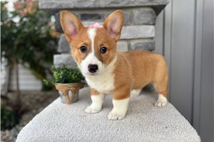Heidi - Pembroke Welsh Corgi for sale