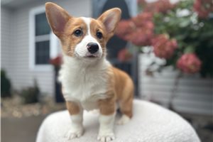 Heidi - Corgi, Pembroke Welsh for sale